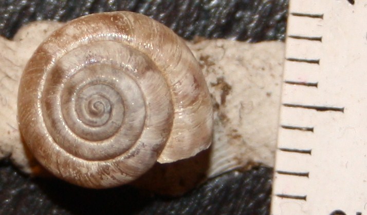 Hygromiidae da identificare